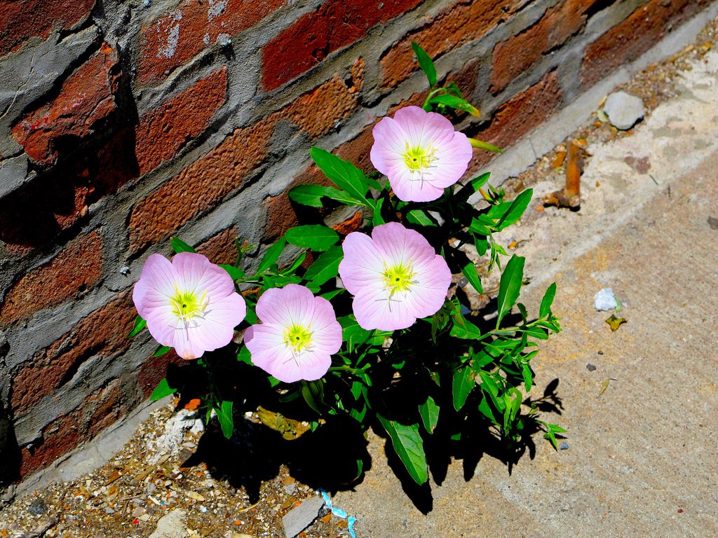 The Best Flowers To Plant Now Taylor Homes