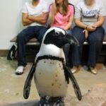A Penguin From The Penguin Encounter At The Newport Aquarium 