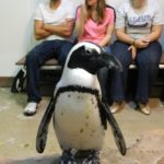 A Penguin From The Penguin Encounter At The Newport Aquarium